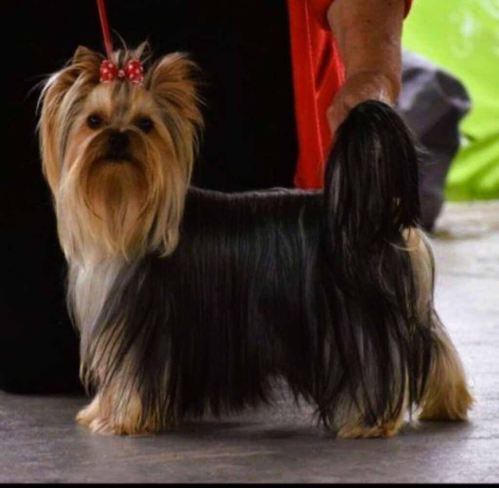 Yorkshire Terrier male
-Queen Molly Kennel
